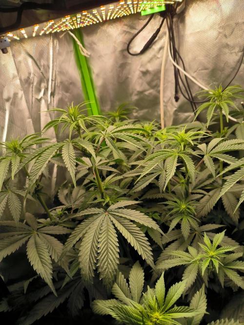 Brokolice eternity. Week 8