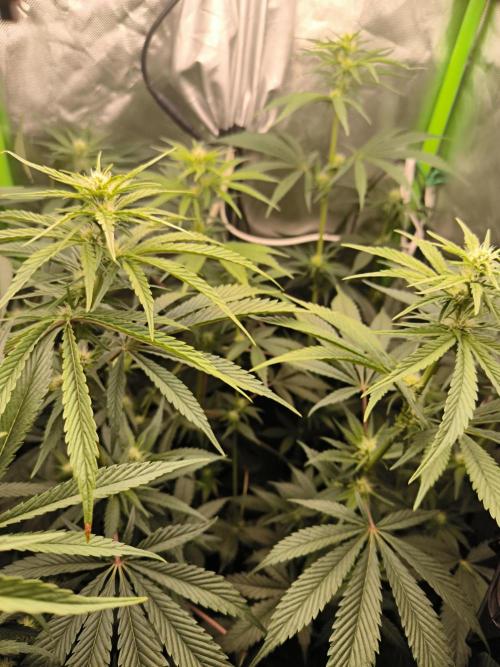 Brokolice eternity. Week 9