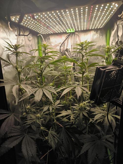 Brokolice eternity. Week 9