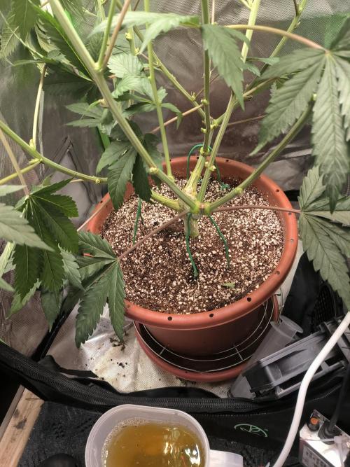 Brokolice eternity. Week 9