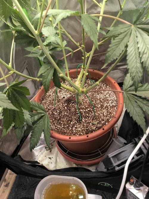 Brokolice eternity. Week 9