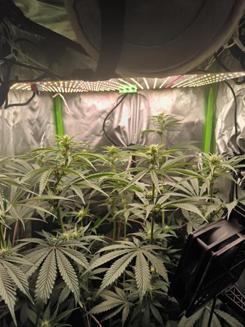 Brokolice eternity. Week 9