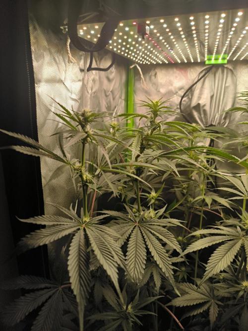 Brokolice eternity. Week 9