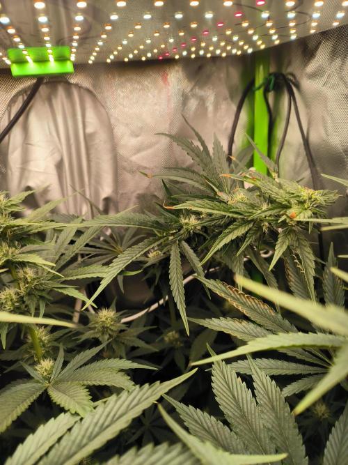 Brokolice eternity. Week 10
