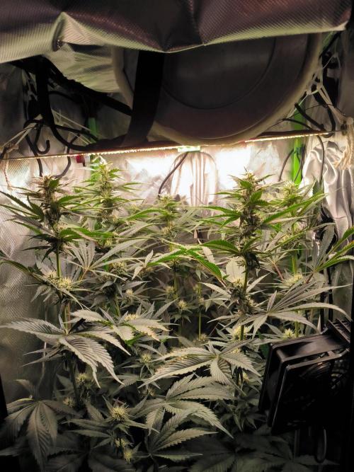 Brokolice eternity. Week 10