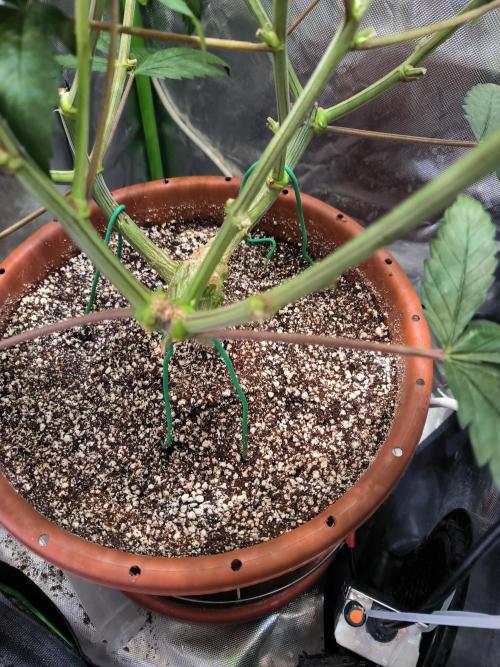 Brokolice eternity. Week 10