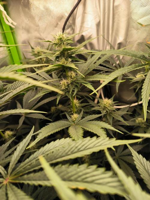 Brokolice eternity. Week 10