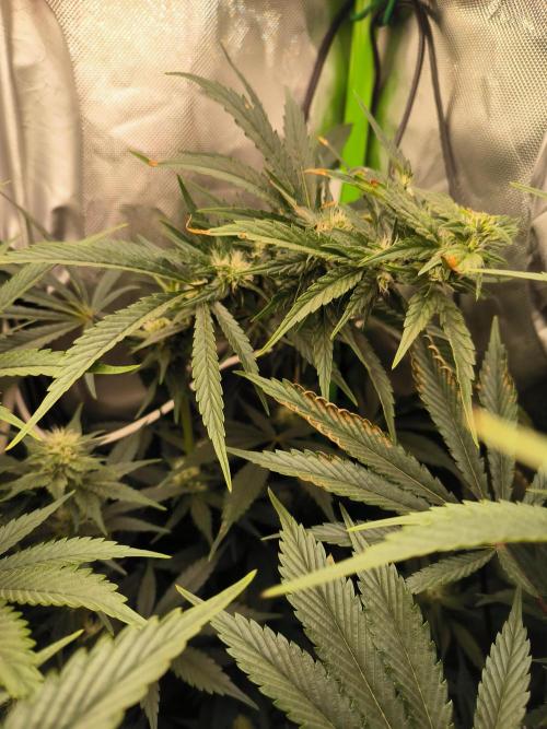 Brokolice eternity. Week 10