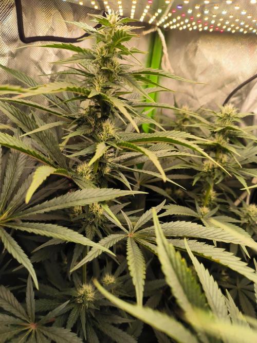 Brokolice eternity. Week 10