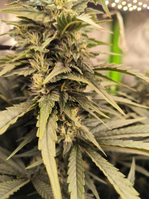 Brokolice eternity. Week 11