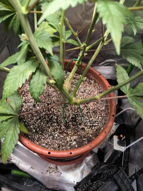 Brokolice eternity. Week 11