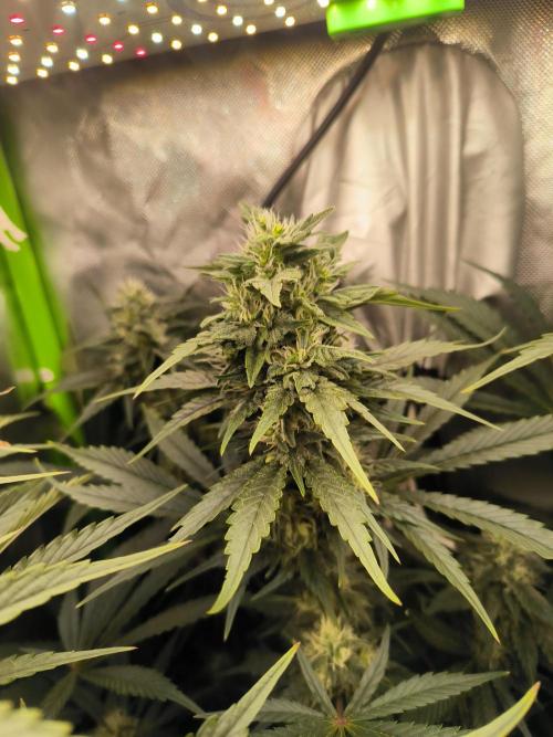 Brokolice eternity. Week 11