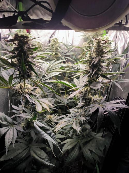 Brokolice eternity. Week 11