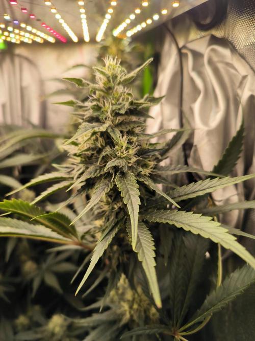 Brokolice eternity. Week 11