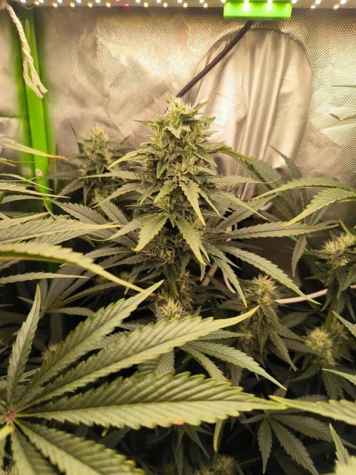 Brokolice eternity. Week 11