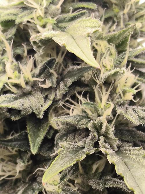 Brokolice eternity. Week 12