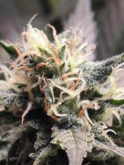 Brokolice eternity. Week 12