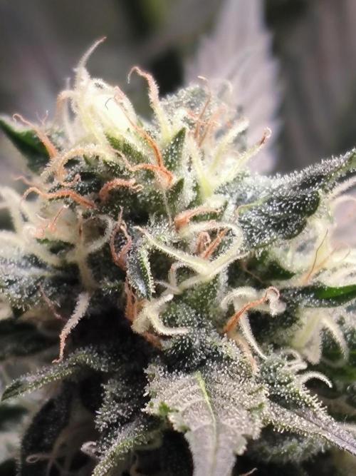 Brokolice eternity. Week 12