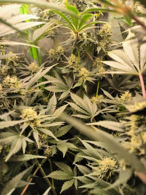 Brokolice eternity. Week 12