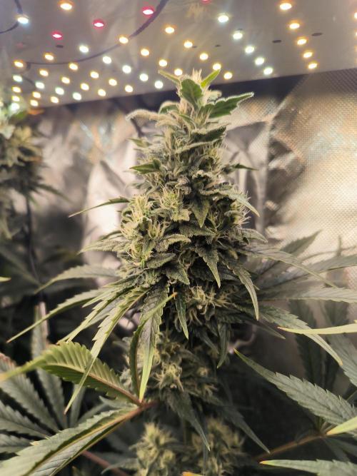 Brokolice eternity. Week 12