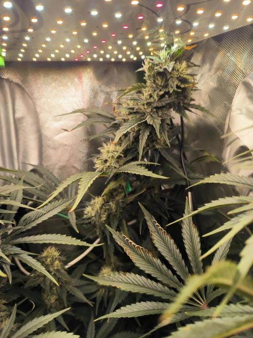 Brokolice eternity. Week 12