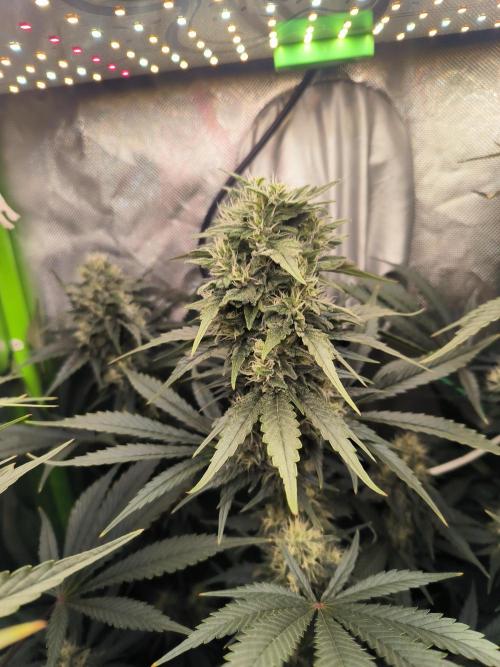 Brokolice eternity. Week 12