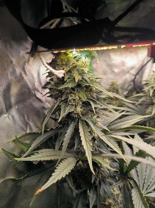Brokolice eternity. Week 12