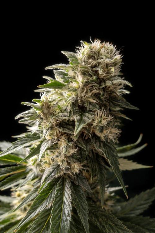 Brokolice eternity. Week 13
