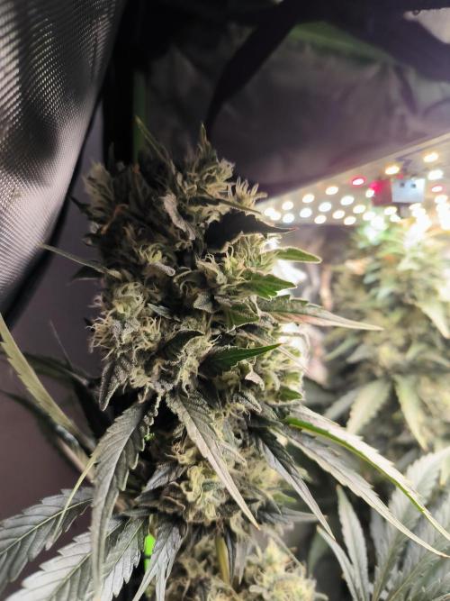 Brokolice eternity. Week 13