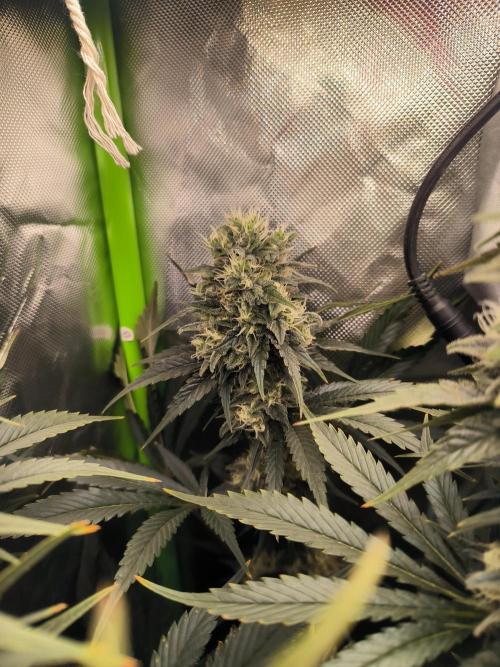 Brokolice eternity. Week 13