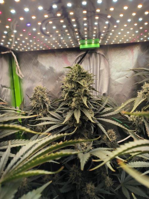 Brokolice eternity. Week 13