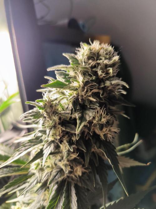 Brokolice eternity. Week 13