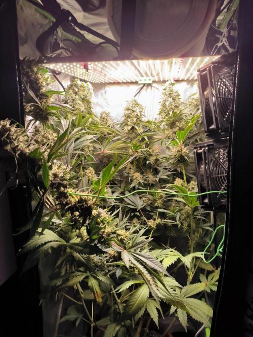 Brokolice eternity. Week 14