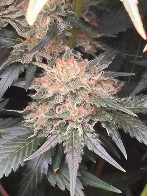 Brokolice eternity. Week 14