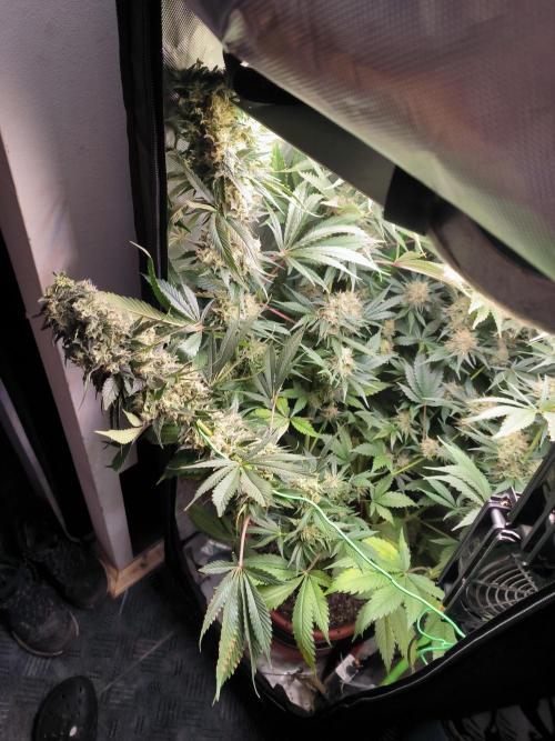Brokolice eternity. Week 14