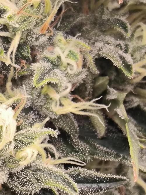 Brokolice eternity. Week 14