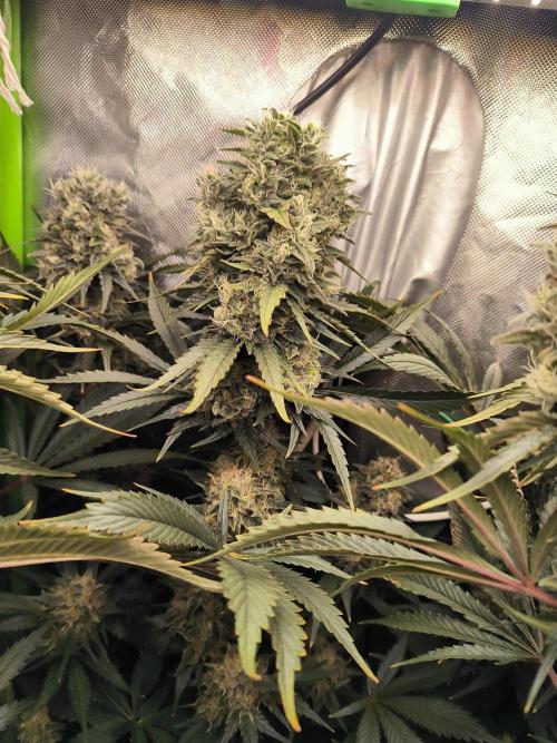 Brokolice eternity. Week 14