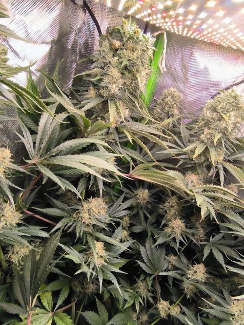 Brokolice eternity. Week 14