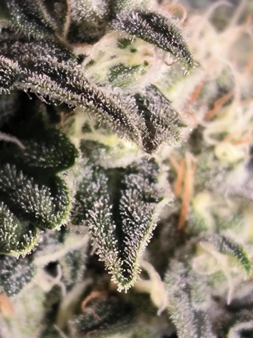 Brokolice eternity. Week 14