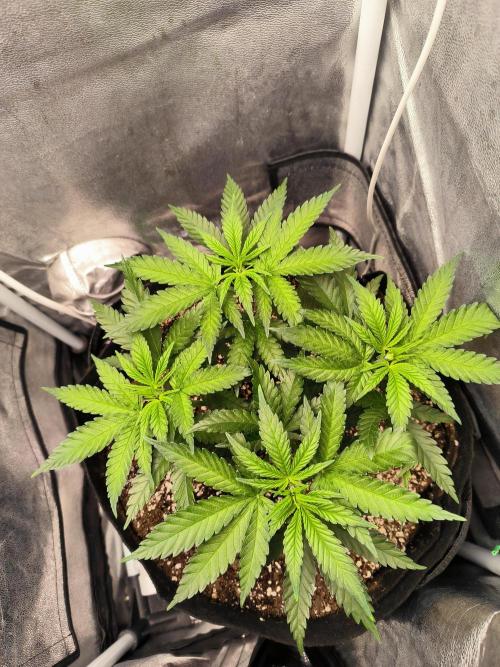 růže. Week 5
