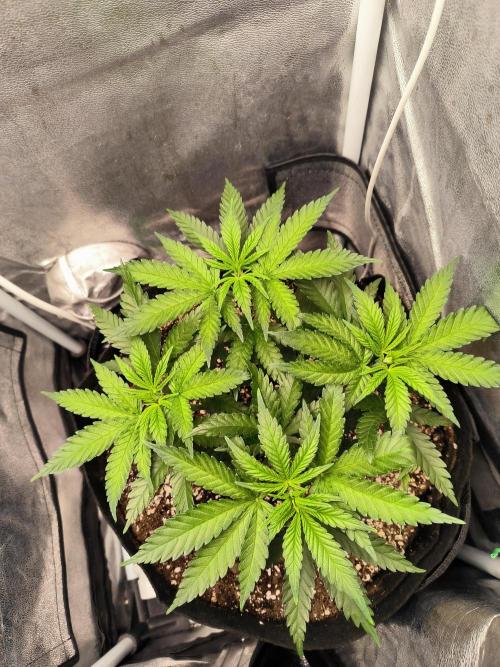 růže. Week 5