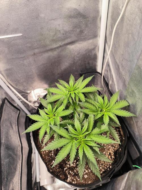 růže. Week 5