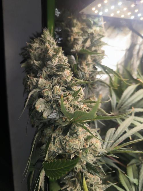 Brokolice eternity. Week 15