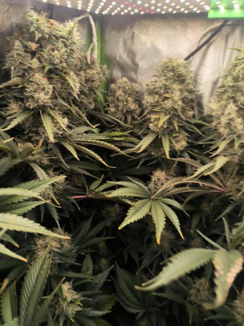 Brokolice eternity. Week 15