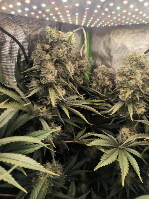 Brokolice eternity. Week 15