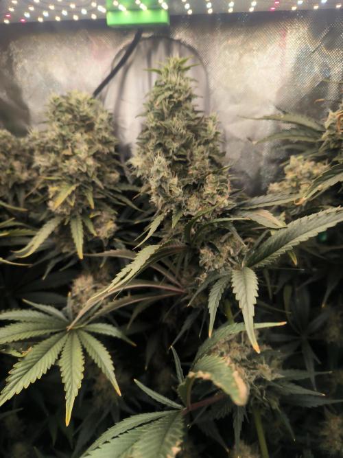 Brokolice eternity. Week 15