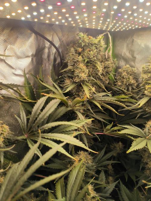 Brokolice eternity. Week 15