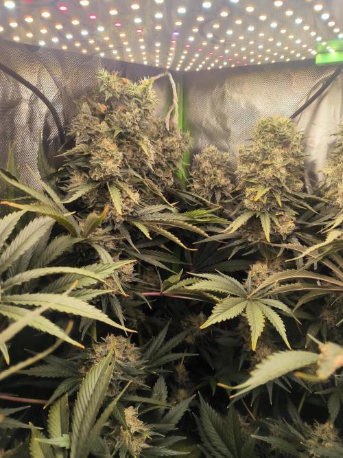 Brokolice eternity. Week 15