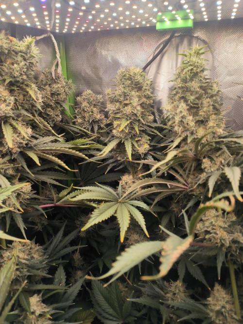 Brokolice eternity. Week 15