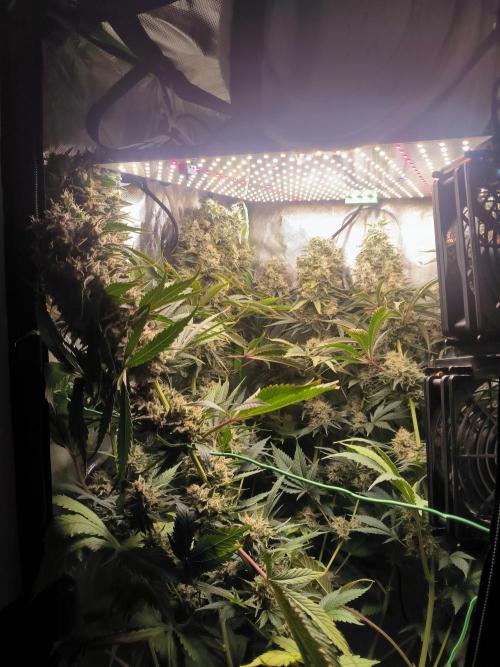 Brokolice eternity. Week 15